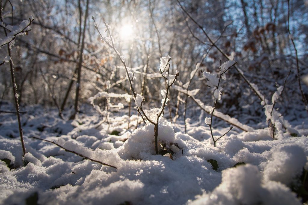 北陸の雪
