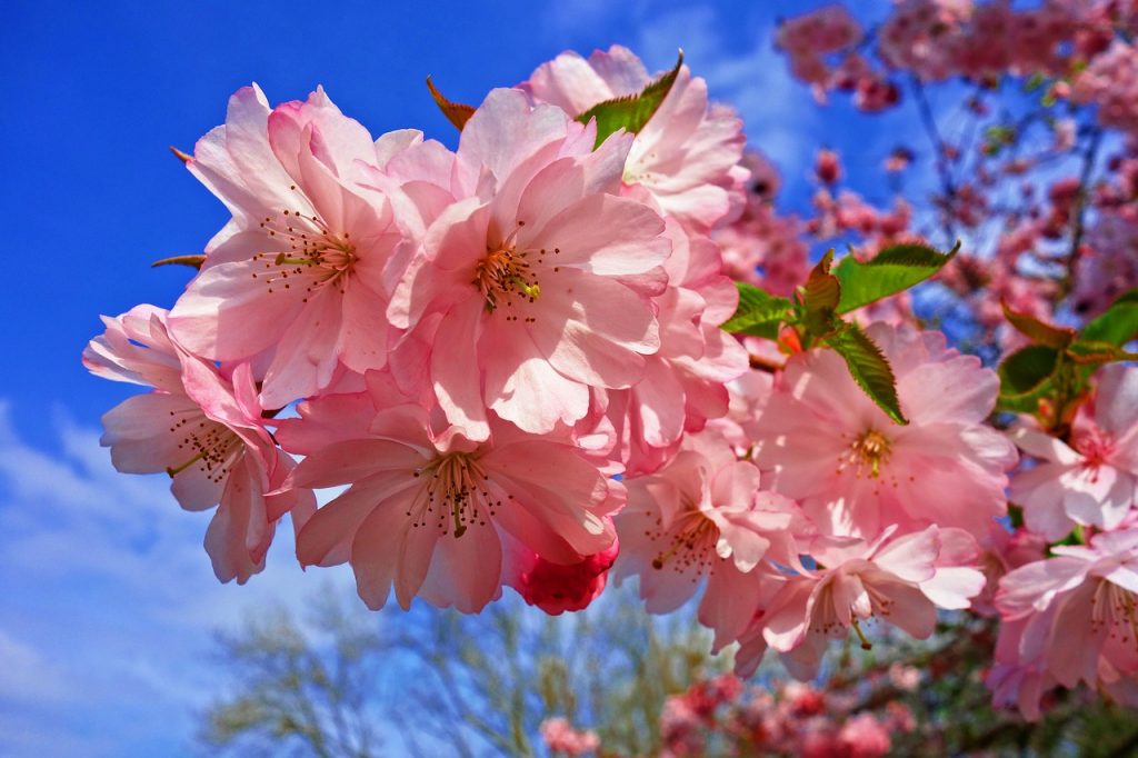 4月1日、新年度の始まり、新元号の発表