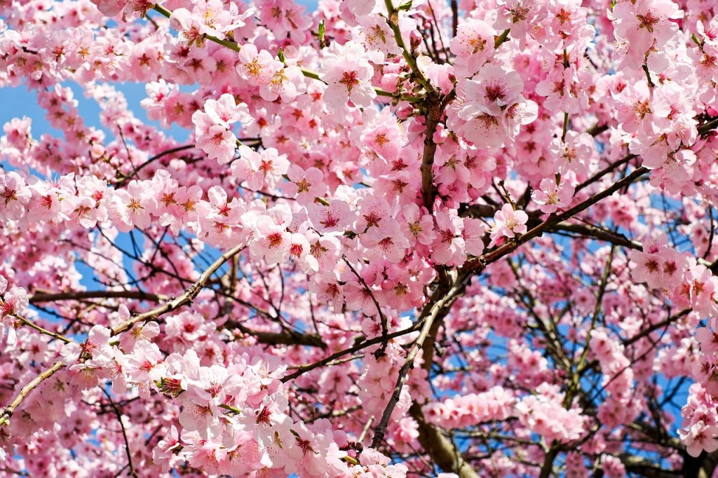 桜が見事に咲いている。
